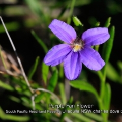 Scaevola ramosissima (Hairy Fan-flower) at South Pacific Heathland Reserve - 13 Apr 2019 by Charles Dove