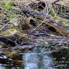 Zosterops lateralis (Silvereye) at Meroo National Park - 11 Apr 2019 by Charles Dove