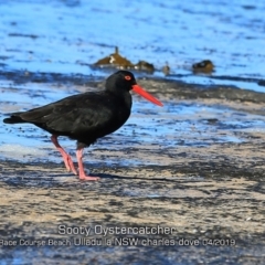 Haematopus fuliginosus (Sooty Oystercatcher) at Ulladulla, NSW - 11 Apr 2019 by Charles Dove