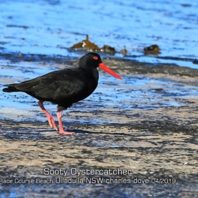 Haematopus fuliginosus (Sooty Oystercatcher) at Ulladulla, NSW - 10 Apr 2019 by Charles Dove