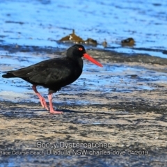 Haematopus fuliginosus (Sooty Oystercatcher) at South Pacific Heathland Reserve - 10 Apr 2019 by Charles Dove