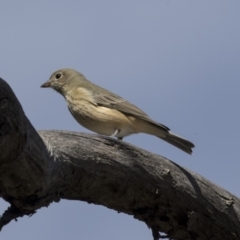 Pachycephala rufiventris (Rufous Whistler) at Gossan Hill - 8 Apr 2019 by Alison Milton