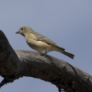 Pachycephala rufiventris at Bruce, ACT - 8 Apr 2019 11:11 AM