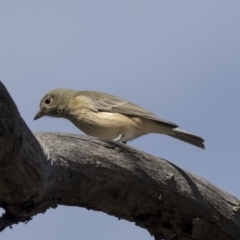 Pachycephala rufiventris at Bruce, ACT - 8 Apr 2019