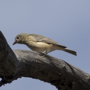 Pachycephala rufiventris at Bruce, ACT - 8 Apr 2019