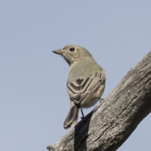 Pachycephala rufiventris at Bruce, ACT - 8 Apr 2019 11:11 AM