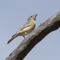 Pachycephala rufiventris at Bruce, ACT - 8 Apr 2019