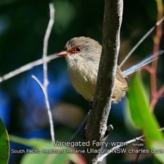 Malurus lamberti (Variegated Fairywren) at South Pacific Heathland Reserve - 11 Apr 2019 by CharlesDove