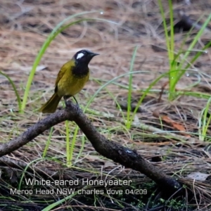 Nesoptilotis leucotis at Bawley Point, NSW - 12 Apr 2019 12:00 AM