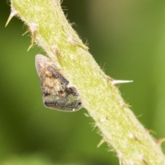 Scolypopa australis (Passionvine hopper, Fluffy bum) at ANBG - 14 Apr 2019 by AlisonMilton