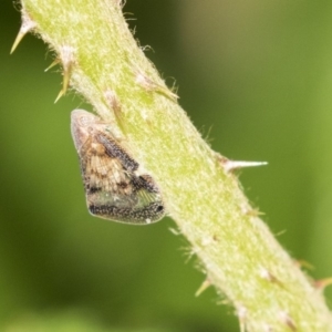 Scolypopa australis at Acton, ACT - 14 Apr 2019