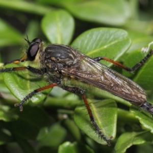 Asiola fasciata at Hackett, ACT - 13 Feb 2019