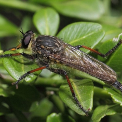 Asiola fasciata (A robber fly) at ANBG - 13 Feb 2019 by TimL