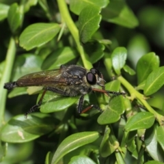 Asiola fasciata at Hackett, ACT - 13 Feb 2019