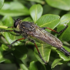 Asiola fasciata at Hackett, ACT - 13 Feb 2019 12:36 PM