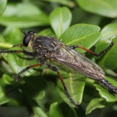 Asiola fasciata at Hackett, ACT - 13 Feb 2019