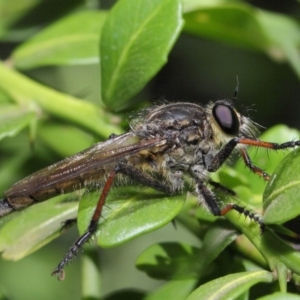 Asiola fasciata at Hackett, ACT - 13 Feb 2019