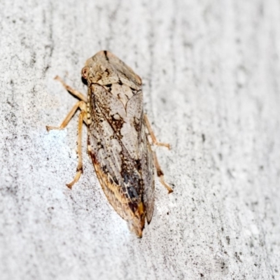 Stenocotis sp. (genus) (A Leafhopper) at Black Mountain - 8 Apr 2019 by AlisonMilton