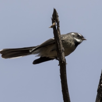 Rhipidura albiscapa (Grey Fantail) at Bruce, ACT - 8 Apr 2019 by Alison Milton
