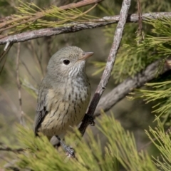Pachycephala rufiventris (Rufous Whistler) at Bruce, ACT - 8 Apr 2019 by AlisonMilton