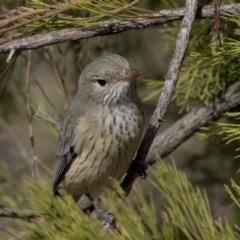 Pachycephala rufiventris at Bruce, ACT - 8 Apr 2019