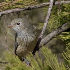 Pachycephala rufiventris at Bruce, ACT - 8 Apr 2019