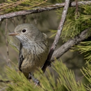 Pachycephala rufiventris at Bruce, ACT - 8 Apr 2019