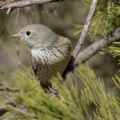 Pachycephala rufiventris at Bruce, ACT - 8 Apr 2019