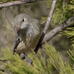 Pachycephala rufiventris at Bruce, ACT - 8 Apr 2019