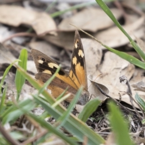 Heteronympha merope at Bruce, ACT - 8 Apr 2019 12:52 PM