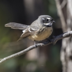 Rhipidura albiscapa (Grey Fantail) at Dunlop, ACT - 10 Apr 2019 by AlisonMilton