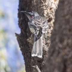 Anthochaera carunculata (Red Wattlebird) at Dunlop, ACT - 10 Apr 2019 by Alison Milton