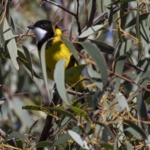 Pachycephala pectoralis at Dunlop, ACT - 10 Apr 2019