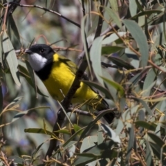 Pachycephala pectoralis at Dunlop, ACT - 10 Apr 2019