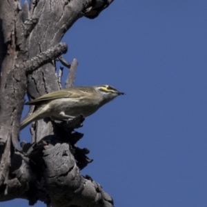 Caligavis chrysops at Dunlop, ACT - 10 Apr 2019 12:24 PM