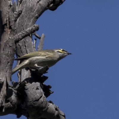 Caligavis chrysops (Yellow-faced Honeyeater) at The Pinnacle - 10 Apr 2019 by Alison Milton