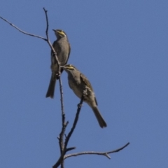 Caligavis chrysops at Dunlop, ACT - 10 Apr 2019 12:24 PM