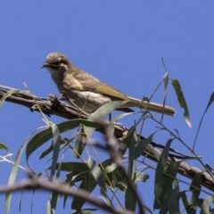 Caligavis chrysops at Dunlop, ACT - 10 Apr 2019 12:24 PM