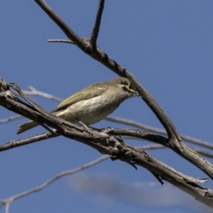 Caligavis chrysops at Dunlop, ACT - 10 Apr 2019 12:24 PM