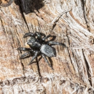 Salticidae sp. 'Golden palps' at Dunlop, ACT - 10 Apr 2019