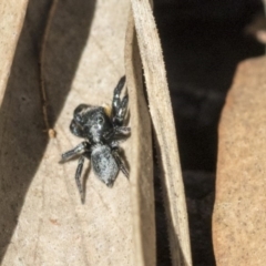 Salticidae sp. 'Golden palps' at Dunlop, ACT - 10 Apr 2019