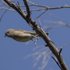 Pachycephala pectoralis (Golden Whistler) at The Pinnacle - 10 Apr 2019 by Alison Milton