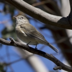 Pachycephala pectoralis at Dunlop, ACT - 10 Apr 2019