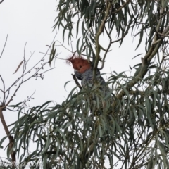 Callocephalon fimbriatum (Gang-gang Cockatoo) at Hughes, ACT - 5 Apr 2019 by BIrdsinCanberra