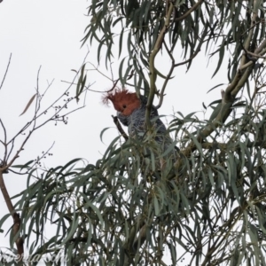 Callocephalon fimbriatum at Hughes, ACT - suppressed