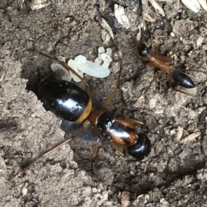 Camponotus consobrinus at Monash, ACT - 15 Apr 2019 04:12 PM