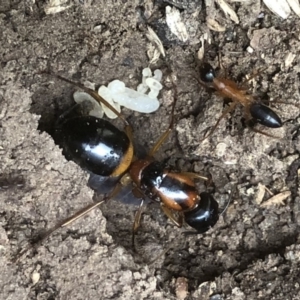 Camponotus consobrinus at Monash, ACT - 15 Apr 2019