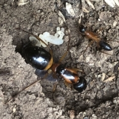 Camponotus consobrinus (Banded sugar ant) at Monash, ACT - 15 Apr 2019 by jackQ