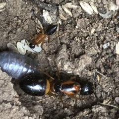 Camponotus consobrinus at Monash, ACT - 15 Apr 2019