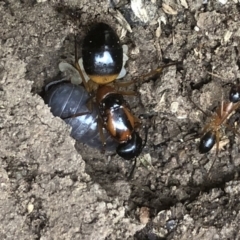 Camponotus consobrinus at Monash, ACT - 15 Apr 2019 04:12 PM